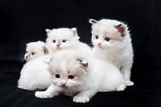 Piękne kotki ragdoll
