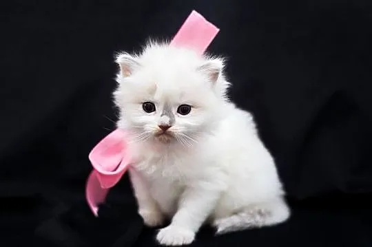 Piękne kotki ragdoll, Warmińsko-mazurskie, Nidzica