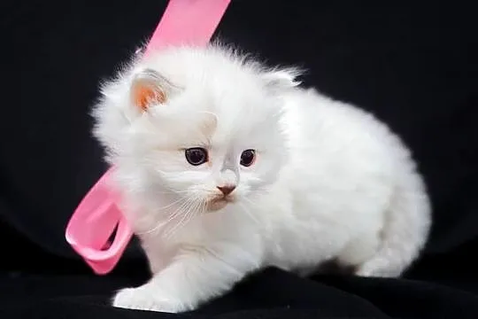 Piękne kotki ragdoll, Warmińsko-mazurskie, Nidzica