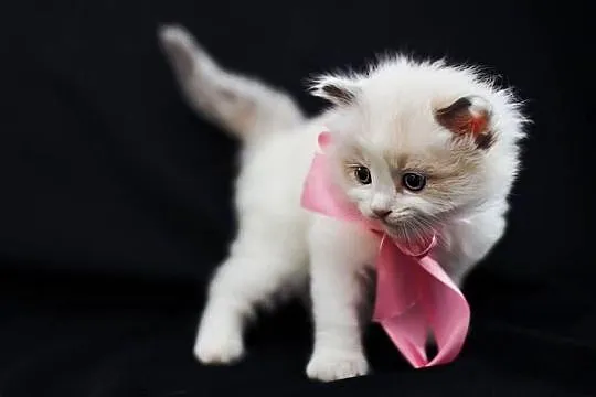 Piękne kotki ragdoll, Warmińsko-mazurskie, Nidzica