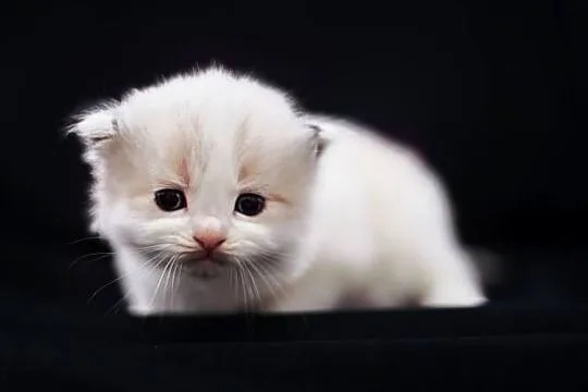 Piękne kotki ragdoll, Warmińsko-mazurskie, Nidzica