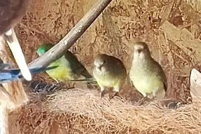 Papugi świergotki samice, Mazowieckie, Garwolin