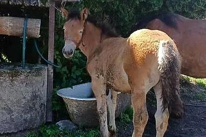 Sprzedam klacz zrebno ze źrebakiem, Podlaskie, Waniewo