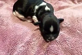 Suczka Shih-tzu