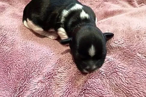 Suczka Shih-tzu