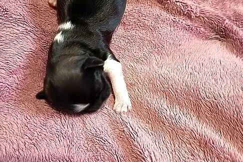 Suczka Shih-tzu, Małopolskie, Gorlice