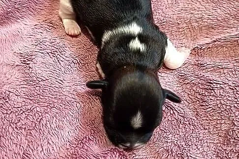 Suczka Shih-tzu, Małopolskie, Gorlice