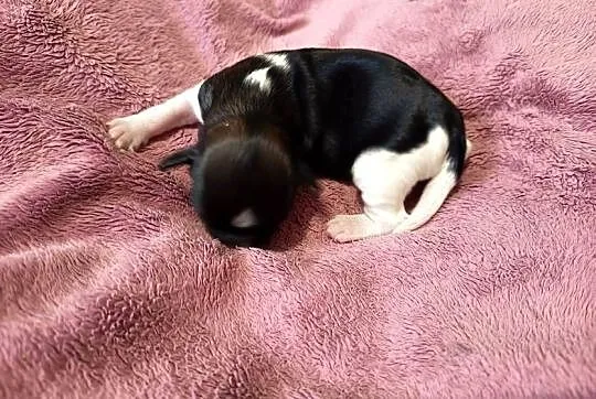 Suczka Shih-tzu, Małopolskie, Gorlice