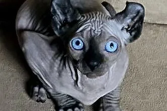 Gotowy do odbioru! Sfinks POINT SPH SPHYNX SFINX *Domowa hodowla*, Dolnośląskie, Jaworzyna Śląska