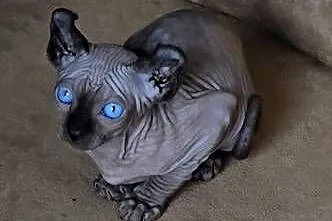 Gotowy do odbioru! Sfinks POINT SPH SPHYNX SFINX *Domowa hodowla*, Dolnośląskie, Jaworzyna Śląska
