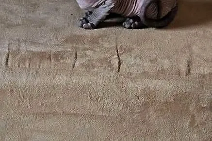 Gotowy do odbioru! Sfinks POINT SPH SPHYNX SFINX *Domowa hodowla*, Dolnośląskie, Jaworzyna Śląska