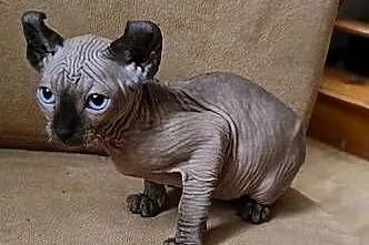 Gotowy do odbioru! Sfinks POINT SPH SPHYNX SFINX *Domowa hodowla*, Dolnośląskie, Jaworzyna Śląska