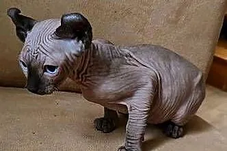 Gotowy do odbioru! Sfinks POINT SPH SPHYNX SFINX *Domowa hodowla*, Dolnośląskie, Jaworzyna Śląska