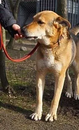 Jogi bardzo lubi czas spędzony z człowiekiem, maz