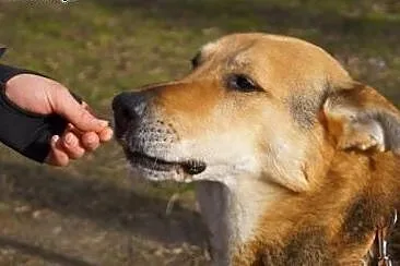 Jogi bardzo lubi czas spędzony z człowiekiem,  maz