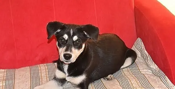 Amba_