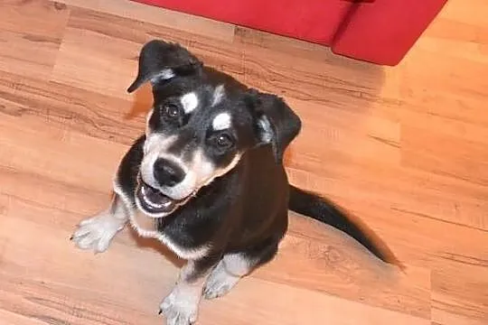 Amba_