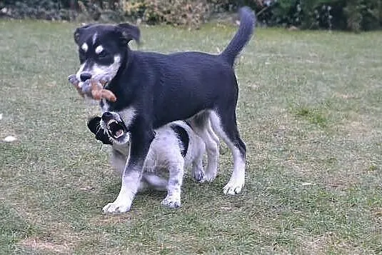 Amba_