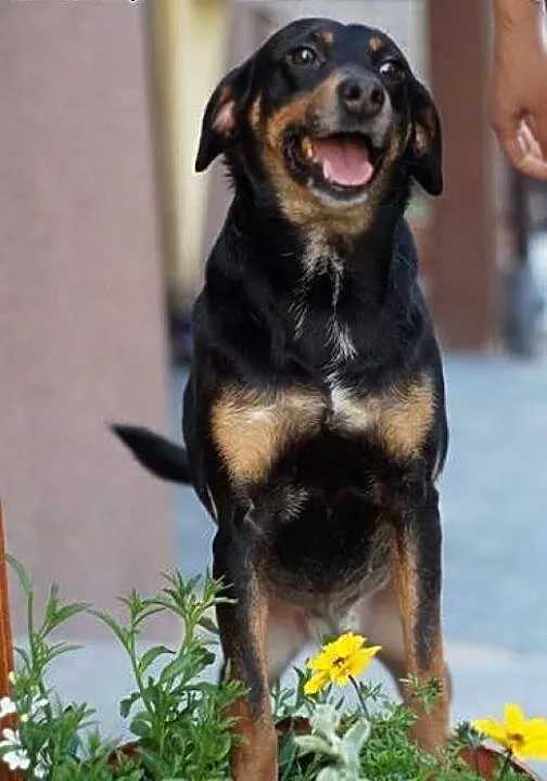 Lola - urocza, młodziutka sunia w typie GOŃCZEGO -