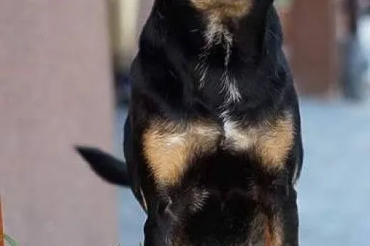 Lola - urocza, młodziutka sunia w typie GOŃCZEGO -
