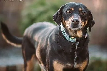 Lola - urocza, młodziutka sunia w typie GOŃCZEGO -