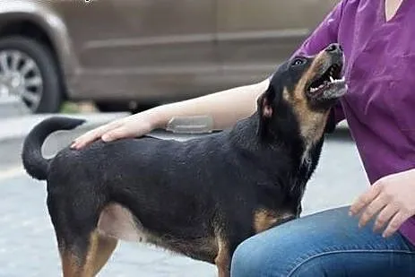 Lola - urocza, młodziutka sunia w typie GOŃCZEGO -
