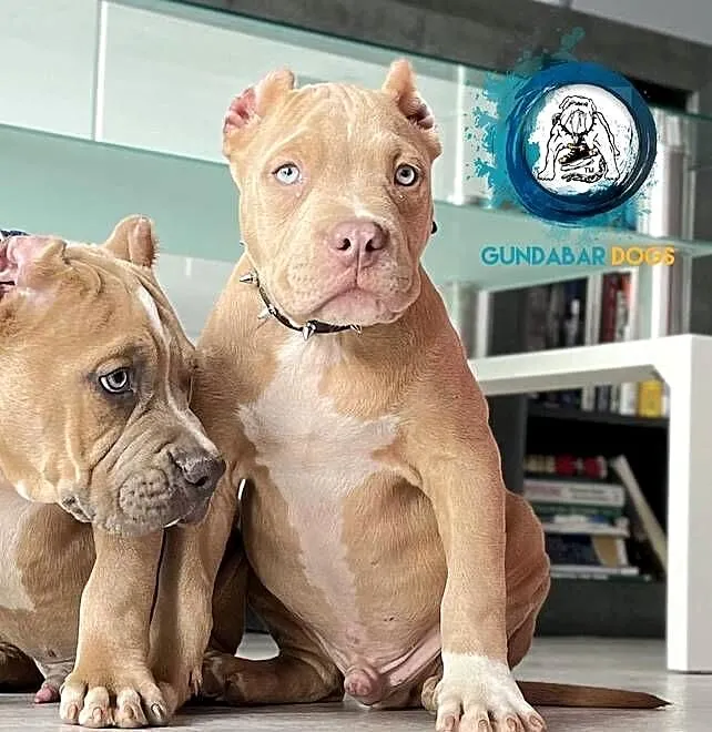 American bully piesek ABKC, Wielkopolskie, Koło