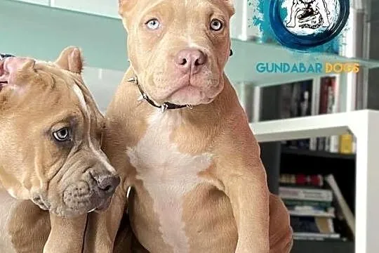 American bully piesek ABKC, Wielkopolskie, Koło