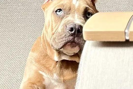 American bully piesek ABKC, Wielkopolskie, Koło