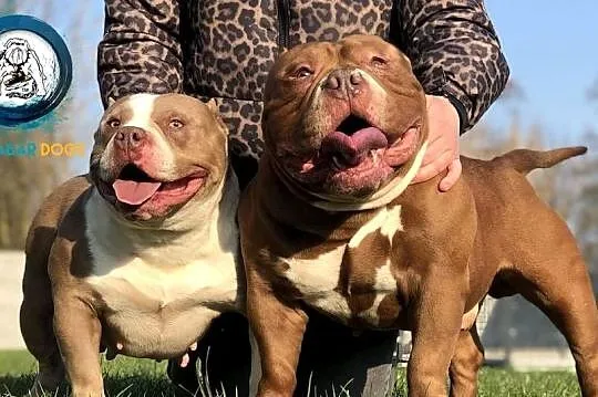 American bully piesek ABKC, Wielkopolskie, Koło