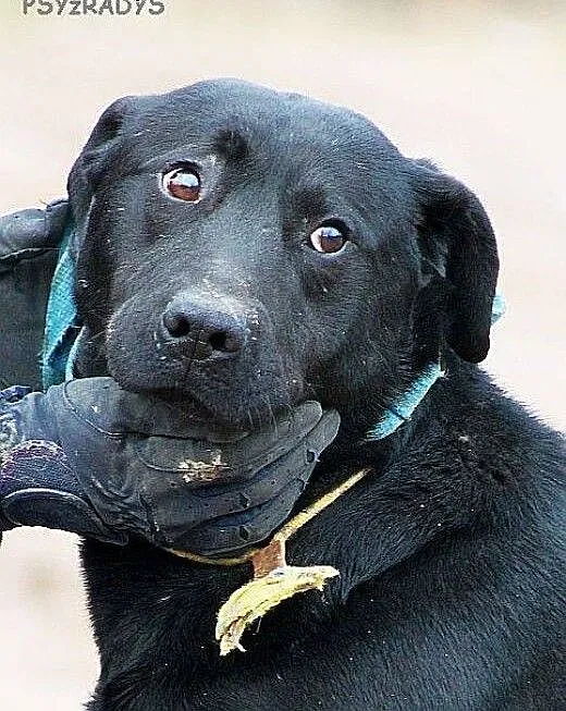Madox labrador szuka PIlnie domu!!! On nie da rady