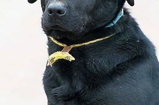 Madox labrador szuka PIlnie domu!!! On nie da rady