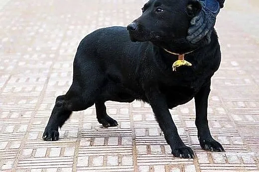 Madox labrador szuka PIlnie domu!!! On nie da rady