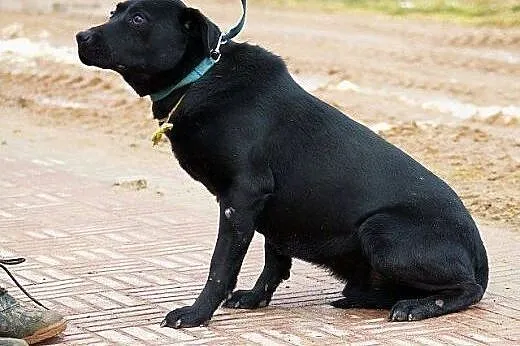Madox labrador szuka PIlnie domu!!! On nie da rady
