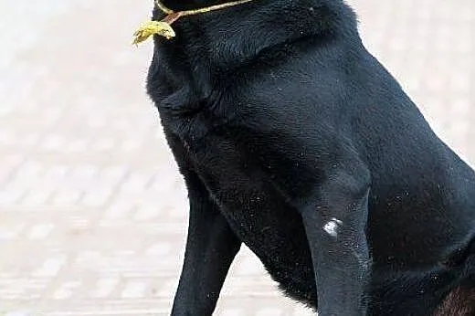 Madox labrador szuka PIlnie domu!!! On nie da rady