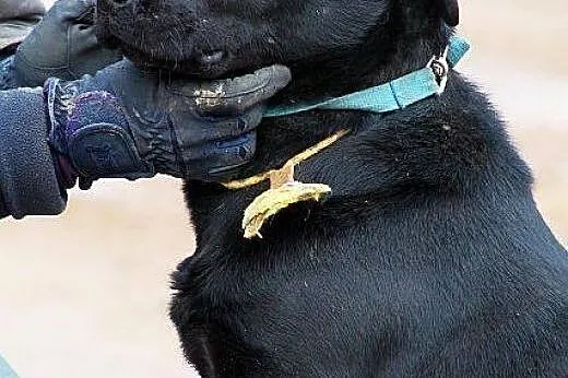 Madox labrador szuka PIlnie domu!!! On nie da rady