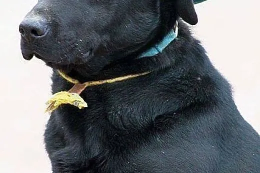 Madox labrador szuka PIlnie domu!!! On nie da rady