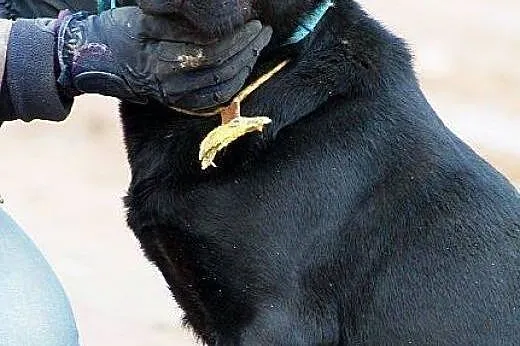 Madox labrador szuka PIlnie domu!!! On nie da rady