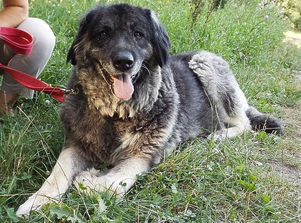 Eris w typie owczarka kaukaskiego szuka domu!, , Głogów