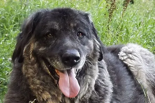 Eris w typie owczarka kaukaskiego szuka domu!, , Głogów