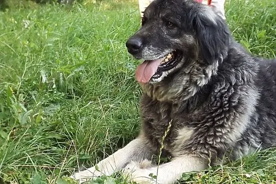 Eris w typie owczarka kaukaskiego szuka domu!, , Głogów