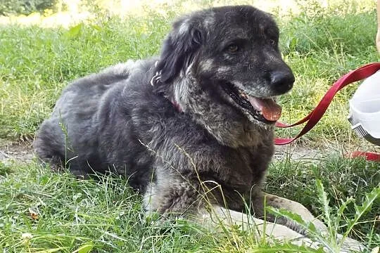 Eris w typie owczarka kaukaskiego szuka domu!, , Głogów