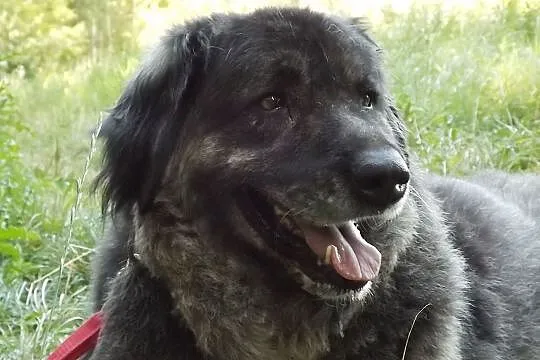 Eris w typie owczarka kaukaskiego szuka domu!, , Głogów