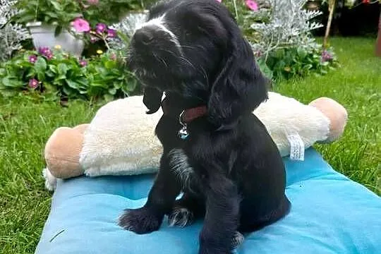 Cocker spaniel angielski czarna suczka