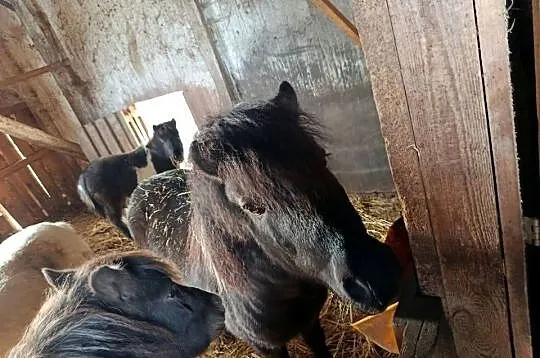Konie, kucyki, Łódzkie, Piotrków Trybunalski