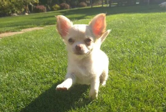 Chihuahua FCI z kameralnej domowej hodowli Z domu Rosa, samiec długowłosy
