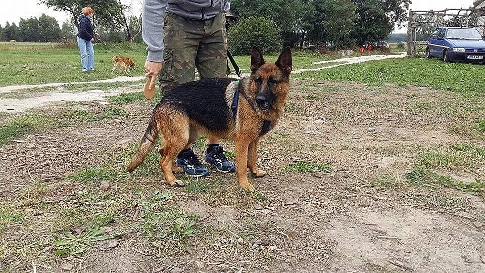 Hera fantastyczna, rasowa suczka OWCZAREK NIEMIECK