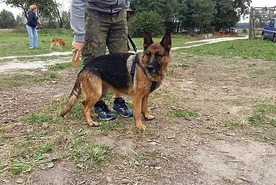 Hera fantastyczna, rasowa suczka OWCZAREK NIEMIECK