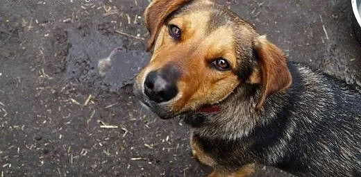 Żywiołowy Playboy, dusza towarzystwa do adopcji!,