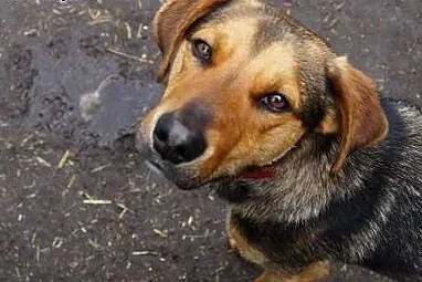 Żywiołowy Playboy, dusza towarzystwa do adopcji!, Kundelki cała Polska